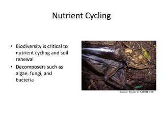 Nutrient Cycling
• Biodiversity is critical to
nutrient cycling and soil
renewal
• Decomposers such as
algae, fungi, and
bacteria
Source: Snyder © AMNH-CBC
 