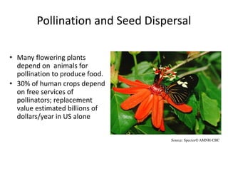 Pollination and Seed Dispersal
• Many flowering plants
depend on animals for
pollination to produce food.
• 30% of human crops depend
on free services of
pollinators; replacement
value estimated billions of
dollars/year in US alone
Source: Spector© AMNH-CBC
 