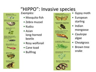 “HIPPO”: Invasive species
Examples:
• Mosquito fish
• Zebra mussel
• Kudzu
• Asian
long-horned
beetle
• Rosy wolfsnail
• Cane toad
• Bullfrog
• Gypsy moth
• European
starling
• Indian
mongoose
• Caulerpa
algae
• Cheatgrass
• Brown tree
snake
 