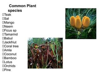 Common Plant
species
Teak
Sal
Mango
Neem
Ficus sp
Tamarind
Babul
Jackfriut
Coral tree
Amla
Coconut
Bamboo
Lotus
Orchids
Pine
 