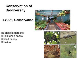Conservation of
Biodiversity
Ex-Situ Conservation
Botanical gardens
Field gene banks
Seed banks
In-vitro
 