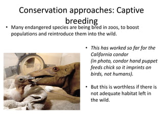 Conservation approaches: Captive
breeding
• Many endangered species are being bred in zoos, to boost
populations and reintroduce them into the wild.
• This has worked so far for the
California condor
(in photo, condor hand puppet
feeds chick so it imprints on
birds, not humans).
• But this is worthless if there is
not adequate habitat left in
the wild.
 