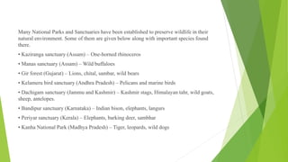 Many National Parks and Sanctuaries have been established to preserve wildlife in their
natural environment. Some of them are given below along with important species found
there.
• Kaziranga sanctuary (Assam) – One-horned rhinoceros
• Manas sanctuary (Assam) – Wild buffaloes
• Gir forest (Gujarat) – Lions, chital, sambar, wild bears
• Kelameru bird sanctuary (Andhra Pradesh) – Pelicans and marine birds
• Dachigam sanctuary (Jammu and Kashmir) – Kashmir stags, Himalayan tahr, wild goats,
sheep, antelopes.
• Bandipur sanctuary (Karnataka) – Indian bison, elephants, langurs
• Periyar sanctuary (Kerala) – Elephants, barking deer, sambhar
• Kanha National Park (Madhya Pradesh) – Tiger, leopards, wild dogs
 