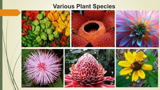 Various Plant Species
 
