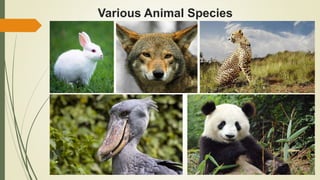 Various Animal Species
 
