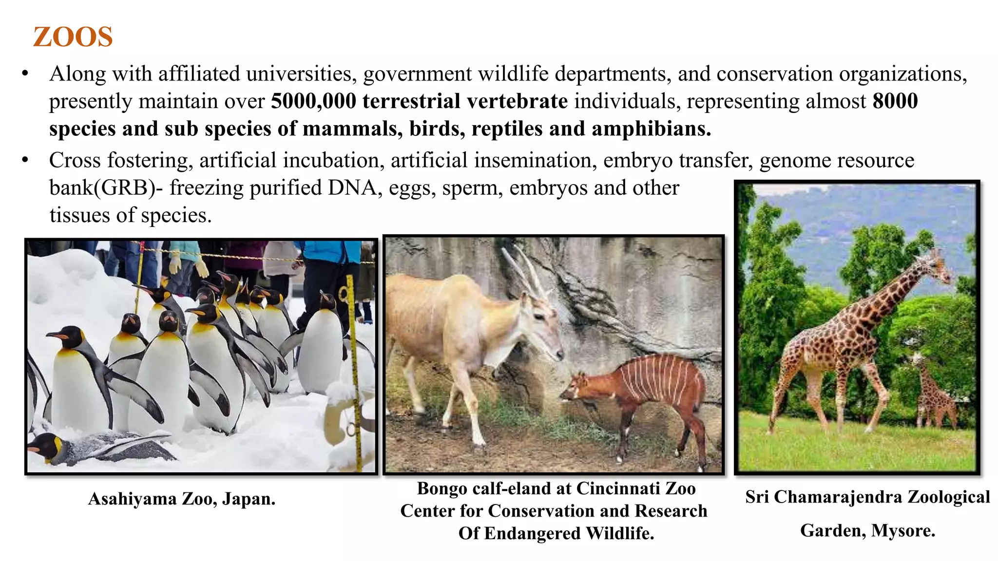 ZOOS
Sri Chamarajendra Zoological
Garden, Mysore.
Asahiyama Zoo, Japan.
• Along with affiliated universities, government wildlife departments, and conservation organizations,
presently maintain over 5000,000 terrestrial vertebrate individuals, representing almost 8000
species and sub species of mammals, birds, reptiles and amphibians.
• Cross fostering, artificial incubation, artificial insemination, embryo transfer, genome resource
bank(GRB)- freezing purified DNA, eggs, sperm, embryos and other
tissues of species.
Bongo calf-eland at Cincinnati Zoo
Center for Conservation and Research
Of Endangered Wildlife.
 