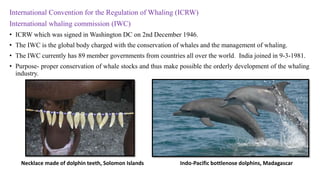 International Convention for the Regulation of Whaling (ICRW)
International whaling commission (IWC)
• ICRW which was signed in Washington DC on 2nd December 1946.
• The IWC is the global body charged with the conservation of whales and the management of whaling.
• The IWC currently has 89 member governments from countries all over the world. India joined in 9-3-1981.
• Purpose- proper conservation of whale stocks and thus make possible the orderly development of the whaling
industry.
Indo-Pacific bottlenose dolphins, MadagascarNecklace made of dolphin teeth, Solomon Islands
 
