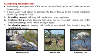 Pampas deer Whooping Crane
Establishing new populations
• Establishing a new population of EN species can benefit the species itself, other species and
the ecosystem.
• It must identify and attempt to eliminate the factors that led to the original populations
decline. E.g: Peregrine falcon.
1. Restocking program: releasing individuals into existing population
2. Reintroduction program: releasing individuals into an ecologically suitable site within
their historical range where species no longer occurs.
3. Introduction program: moving individuals to areas outside their historical range but
suitable for the species.
Peregrine falcon
 