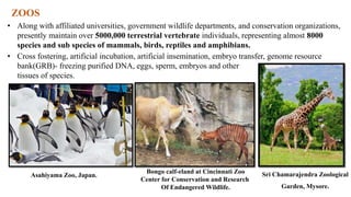 ZOOS
Sri Chamarajendra Zoological
Garden, Mysore.
Asahiyama Zoo, Japan.
• Along with affiliated universities, government wildlife departments, and conservation organizations,
presently maintain over 5000,000 terrestrial vertebrate individuals, representing almost 8000
species and sub species of mammals, birds, reptiles and amphibians.
• Cross fostering, artificial incubation, artificial insemination, embryo transfer, genome resource
bank(GRB)- freezing purified DNA, eggs, sperm, embryos and other
tissues of species.
Bongo calf-eland at Cincinnati Zoo
Center for Conservation and Research
Of Endangered Wildlife.
 