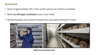 Seed bank
• Seeds of approximately 10% of the world’s species are stored in seed banks.
• More than 60 major seed banks exists in the world.
• Botanical gardens and research institutes have developed collection of seeds.
Millennium seed bank, Kew
 