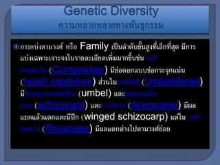 การแบ่งตามวงศ์ หรือ Family เป็นลาดับขั้นสูงที่เล็กที่สุด มีการ
แบ่งเฉพาะเจาะจงในรายละเอียดเพิ่มมากขึ้นช่น วงศ์
ทานตะวัน (Compositae) มีช่อดอกแบบช่อกระจุกแน่น
(head/ capitulum) ส่วนในวงศ์ผักชี (Umbelliferae)
มีช่อดอกแบบช่อซี่ร่ม (umbel) และผลแยกแล้ว
แตก (schizocarp) และ วงศ์ก่วม (Aceraceae) มีผล
แยกแล้วแตกและมีปีก (winged schizocarp) แต่ใน วงศ์
กุหลาบ (Rosaceae) มีผลแตกต่างไปตามวงศ์ย่อย
 