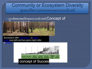  แนวคิดของพลวัตรของระบบนิเวศน์(Concept of
Succession)
Succession after disturbance: a boreal
forest one (left) and two years (right) after
a wildfire.
concept of Succession
 