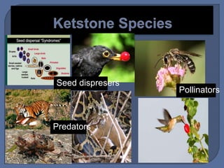Seed dispresers
Pollinators
Predators
 