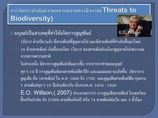 มนุษย์เป็นสาเหตุที่ทาให้เกิดการสูญพันธ์
• 1ถึง10 ล้านปีมาแล้ว มีสายพันธ์ที่สูญหายไป และมีสายพันธ์ที่กาเนินขึ้นมาใหม่
• 10 ล้านสายพันธ์ เกิดขึ้นบนโลก 1ใน10 ของสายพันธ์บนโลกสูญหายไปเพราะผล
จากสภาพธรรมชาติ
• ในส่วนหนึ่ง อัตราการสูญพันธ์เพิ่มมากขึ้น จากการกรทาของมนุษย์
• ทุกๆ 10 ปี การสูญพันธ์ของสายพันธ์สัตว์ปีก และแมมมอส จะเกิดขึ้น อัตราการ
สูญเสีย คือ 1สายพันธ์ ใน ค.ศ. 1600 ถึง 1700 และสูญเสียสายพันธ์พืช กุหลาบ
1 สายพันธ์ทุกๆ 10 ปีเช่นเดียวกัน นับจากค.ศ. 1850 -1950
• E.O. Willson,( 2007) ประมาณการว่า การสูญเสียสายพันธ์ ในเขตร้อน
ชื้นหรือป่าฝน ถึง 27000 สายพันธ์ต่อปี หรือ 74 สายพันธ์ต่อวัน และ 3 ชั่วโมง
E.O. Willson
 