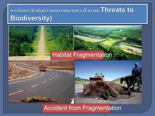 Habitat Fragmentation
Accident from Fragmentation
 