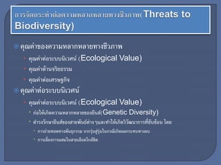 คุณค่าของความหลากหลายทางชีวภาพ
• คุณค่าต่อระบบนิเวศน์ (Ecological Value)
• คุณค่าด้านจริยธรรม
• คุณค่าต่อเศรษฐกิจ
คุณค่าต่อระบบนิเวศน์
• คุณค่าต่อระบบนิเวศน์ (Ecological Value)
 ก่อให้เกิดความหลากหลายของยีนส์(Genetic Diversity)
 ดารงรักษายีนส์ของสายพันธ์ต่างๆและทาให้เกิดวิวัฒนาการที่ซับซ้อน โดย
 การถ่ายทอดทางพันธุกรรม จากรุ่นสู่รุ่นในกรณีเกิดผลกระทบทางลบ
 การเลี่ยงการผสมในสายเลือดใกล้ชิด
 