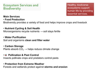 Understanding Biodiversity: Types, Benefits, and Ecosystem Services | PDF