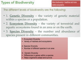 Understanding Biodiversity: Types, Benefits, and Ecosystem Services | PDF