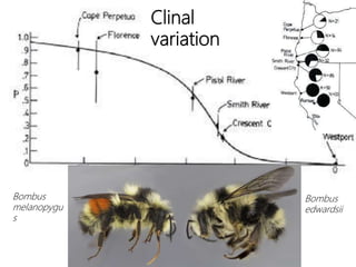 Clinal
variation
Bombus
melanopygu
s
Bombus
edwardsii
 
