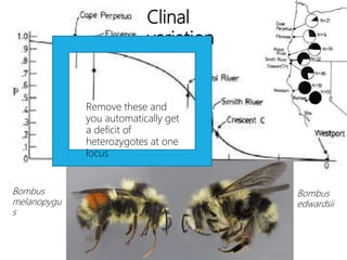 Clinal
variation
Bombus
melanopygu
s
Bombus
edwardsii
Remove these and
you automatically get
a deficit of
heterozygotes at one
locus
 