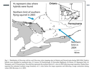 #s represent sites where
hybrids were found
Northern limit of southern
flying squirrel in 2003
Northern
limit in
2004
 