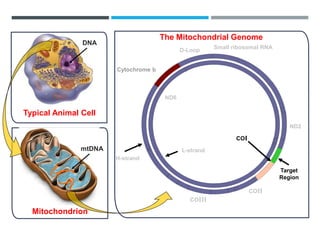 DNA Barcoding – Animal target gene
Typical Animal Cell
Mitochondrion
DNA
mtDNA
Cytochrome b
The Mitochondrial Genome
D-Loop
H-strand
COIII
L-strand
ND6
ND2
COII
Small ribosomal RNA
COI
Target
Region
 