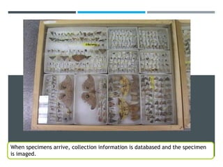 Specimen Imaging and Databasing
When specimens arrive, collection information is databased and the specimen
is imaged.
 