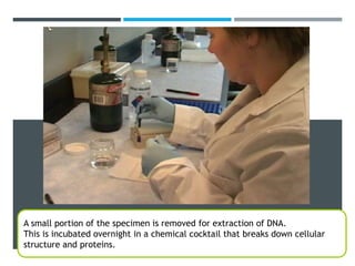 Specimen Tissue Sampling
A small portion of the specimen is removed for extraction of DNA.
This is incubated overnight in a chemical cocktail that breaks down cellular
structure and proteins.
 