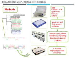 BEE BARCODING SAMPLE TESTING METHODOLOGY
Methods
York
6 boxes – 516
specimens
from 28
nations
Ninety-six well
DNA isolation
protocols
Hierarchy of primer
decisions; including
degenerate primer
cocktails
% success
amplifying barcode
sequence
Anochetus sp.|Ambato
Anochetus sp.|Ambato
Anochetus sp.|Ambato
Anochetus sp.|Ambato
Anochetus sp.|Ambato
Anochetus sp.|Antsahabe
Anochetus sp.|Antsahabe
Anochetus sp.|Antsahabe
Anochetus sp.|Binara
Anochetus sp.|Binara
Anochetus sp.|Binara
Anochetus sp.|Antsahabe
Anochetus sp.|Binara
Anochetus sp.|Antsahabe
Anochetus sp.|Antsahabe
Anochetus sp.|Antsahabe
Anochetus sp.|Antsahabe
Anochetus sp.|Antsahabe
Anochetus sp.|Binara
Anochetus sp.|Marojejy
Anochetus sp.|Marojejy
Odontomachus sp.|Marojejy
Odontomachus sp.|Marojejy
 