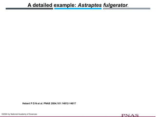 A detailed example: Astraptes fulgerator.
Hebert P D N et al. PNAS 2004;101:14812-14817
©2004 by National Academy of Sciences
 