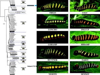 Hebert P D N et al. PNAS 2004;101:14812-14817
©2004 by National Academy of Sciences
 