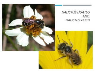 HALICTUS LIGATUS
AND
HALICTUS POEYI
 