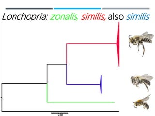 Lonchopria: zonalis, similis, also similis
 