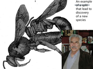 An example
of a split
that lead to
discovery
of a new
species
 