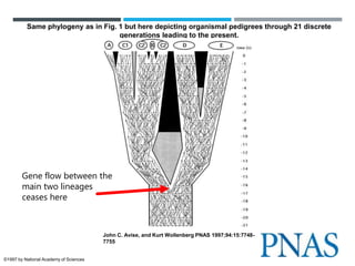 Same phylogeny as in Fig. 1 but here depicting organismal pedigrees through 21 discrete
generations leading to the present.
John C. Avise, and Kurt Wollenberg PNAS 1997;94:15:7748-
7755
©1997 by National Academy of Sciences
Gene flow between the
main two lineages
ceases here
 