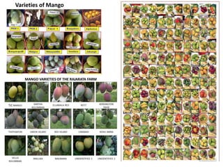Varieties of Mango
 