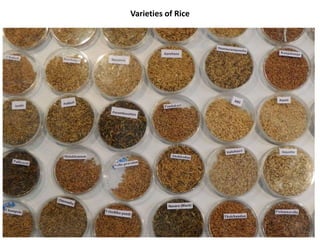 Varieties of Rice
 