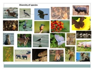Diversity of species
 
