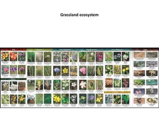Grassland ecosystem
 