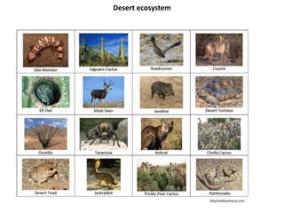 Desert ecosystem
 