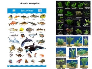 Aquatic ecosystem
 