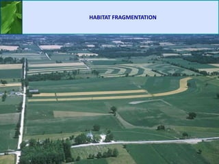 HABITAT FRAGMENTATION
 