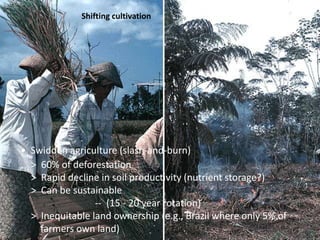 • Swidden agriculture (slash-and-burn)
> 60% of deforestation
> Rapid decline in soil productivity (nutrient storage?)
> Can be sustainable
-- (15 - 20 year rotation)
> Inequitable land ownership (e.g., Brazil where only 5% of
farmers own land)
Shifting cultivation
 
