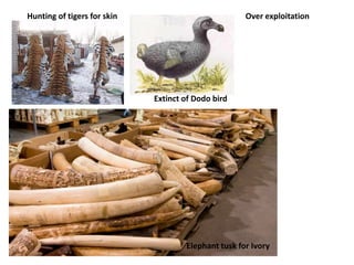 Over exploitation
Extinct of Dodo bird
Hunting of tigers for skin
Elephant tusk for Ivory
 