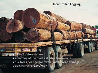 • Commercial logging
21% of deforestation
creaming of the most valuable hardwoods
1-2 trees per hectare taken (widespread damage)
clearcut versus selective
Uncontrolled Logging
 