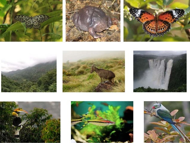 biodiversity hotspots in india