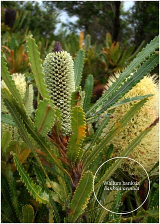 Wallum banksia
Banksia aemula
 