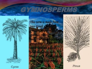 This term is made from
two Greek words:
gymno– means naked and
sperma– means
seed. The plants of this
group bear naked
seeds and are usually
perennial, evergreen
and woody. Examples are
pines, such as deodar.
GYMNOSPERMS
 
