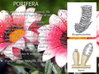 PORIFERA
 The simplest multicellular animals. The
cells are loosely held together and do not
form tissues
 Aquatic in habitat (mostly marine)
 Ostia (pores) are present all over the
body, with a single large opening on top
called osculum
 Food and oxygen enter the organism
along with water into a canal system
 Support system made up of tiny needle-
like formations. They may be made of
silica, calcium or spongin fibres
 Reproduction may be sexual, asexual or
budding
 Example: Sycon, Spongilla, Euptectella
 