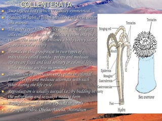 COLLENTERATA
 Two layered body which is radially symmetrical
 Aquatic in habitat which includes both fresh water
and marine
 The outer layer has tentacles armed with stinging
cells cnidoblasts which can release venom into the
victim. The inner layer encloses a body cavity called
gastro vascular cavity
 Animals in this group exist in two types of
individuals called zooids - polyps and medusae.
Polyps are fixed and lead solitary or colonial life,
while medusae are free swimming
 Alternation of generation takes place in colonial
forms. Polyps and medusae alternate with each
other during the life cycle
 Reproduction is usually asexual i.e., by budding in
the polyp form and sexual in medusa form
 Exoskeleton made of lime is found in corals
 Example: Hydra, Obelia, Aurelia, Metridium
 